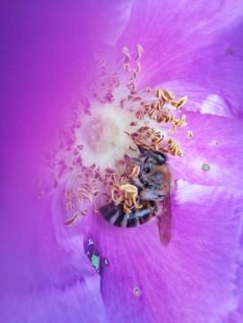 27.06.2023 - Irena Gorenc SIMBIOZA DVEH SVETOV